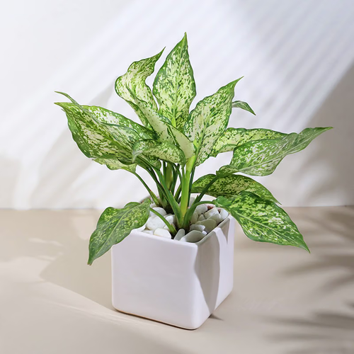 Live Pink Aglaonema Chinese Evergreen Plant