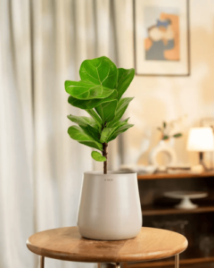 fiddle leaf fig plant