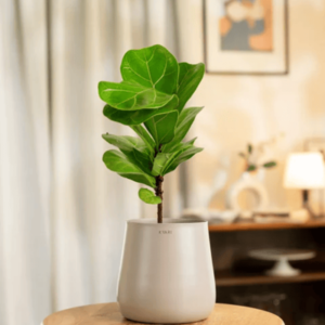 fiddle leaf fig plant