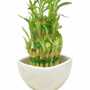lucky bamboo 3 layer feng shui live plant