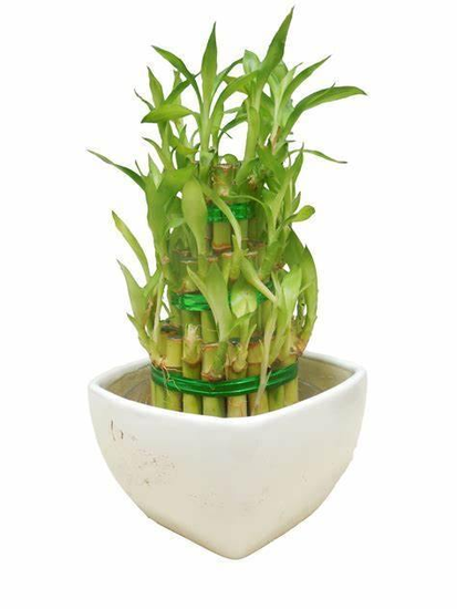 Lucky Bamboo 3 Layer Feng Shui Live Plant