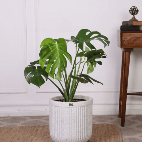 Monstera Deliciosa Plant