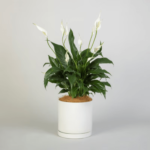 peace lily live plant