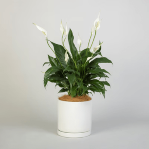 peace lily live plant