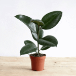 rubber live plant indoors