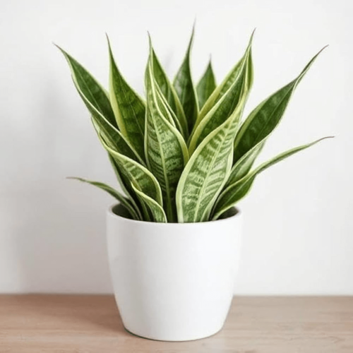 Snake Plant | Good Luck Snake Plant