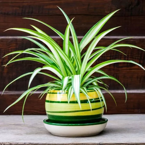 Live Spider Plant