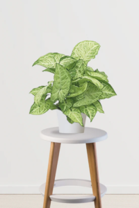 nurturing green® white syngonium air purifying plant in white self watering plastic pot