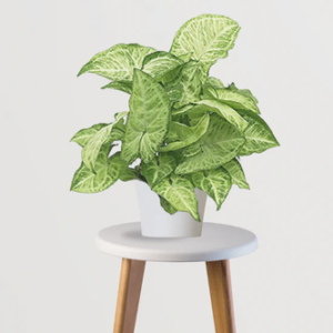 nurturing green® white syngonium air purifying plant in white self watering plastic pot