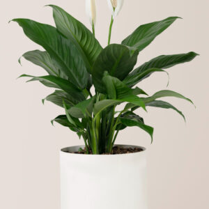 Peace Lily