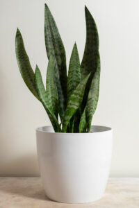 Snake Plant - Mother-in-law's Tongue