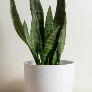 Snake Plant - Mother-in-law's Tongue