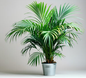 Spider Plant