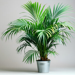 Spider Plant
