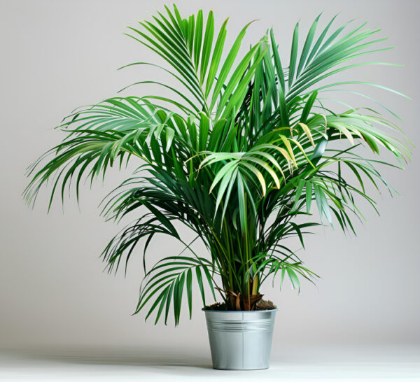 Spider Plant