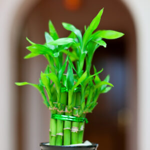 Lucky Bamboo