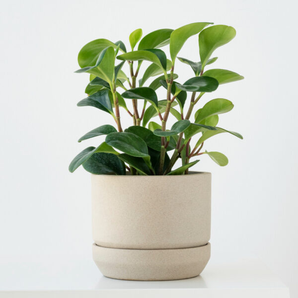 Pothos – Money Plant