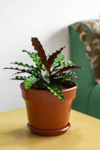 Rattlesnake Plant