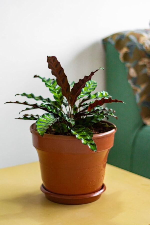 Rattlesnake Plant